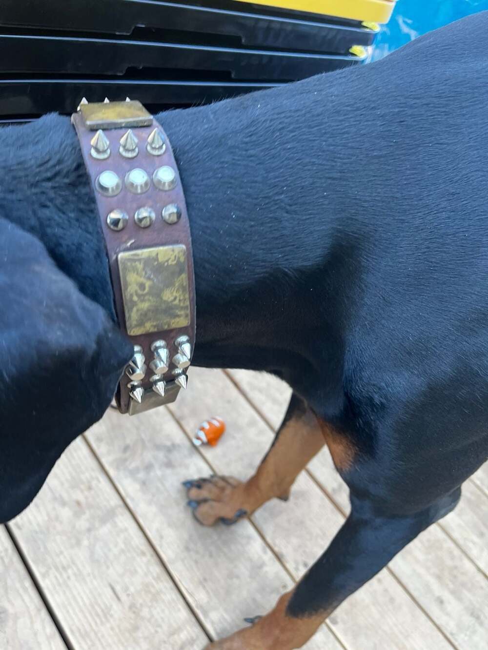 Vintage Studded Spiked Leather Dog Collar Brown Brass Plates